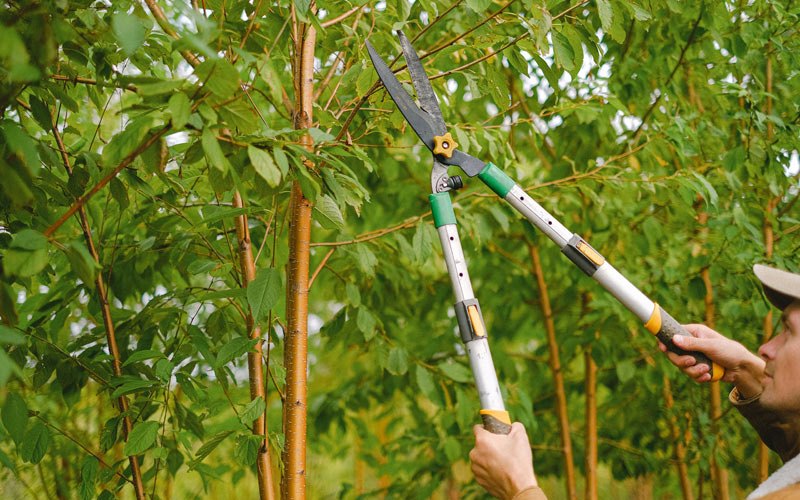 Tree trimming in Ancona, IL